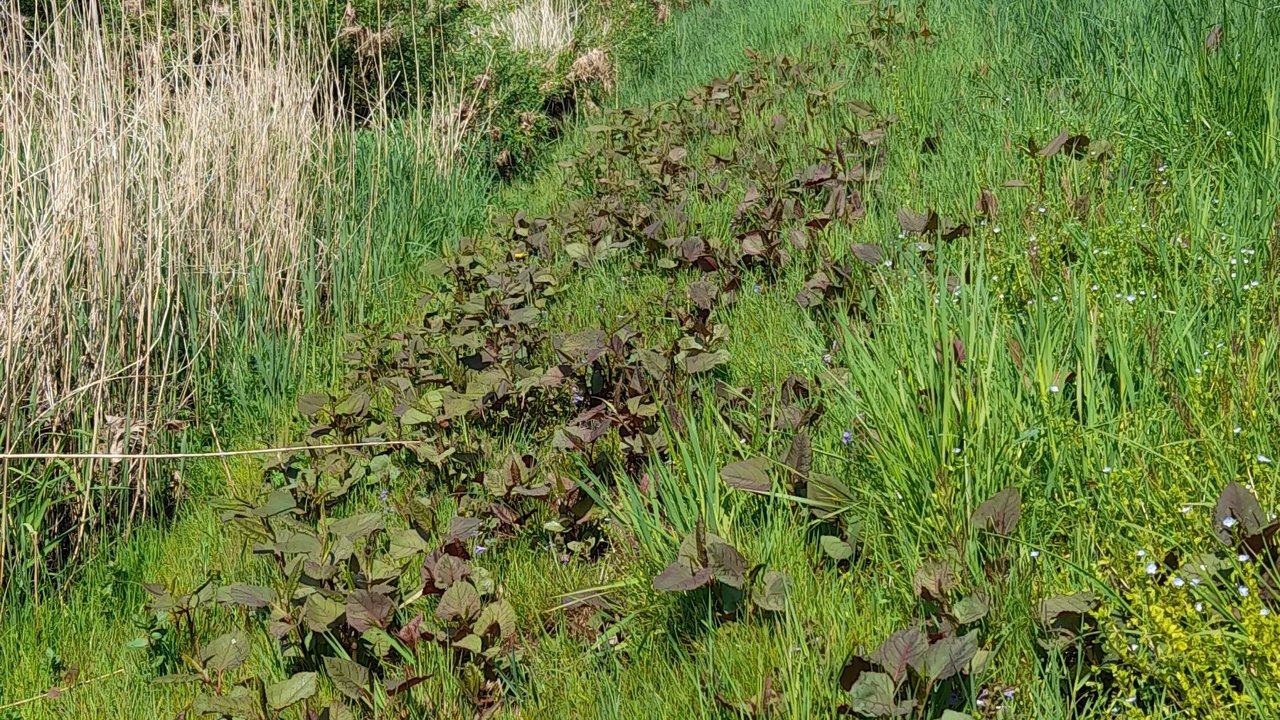 Staudenknöterich in der Natur