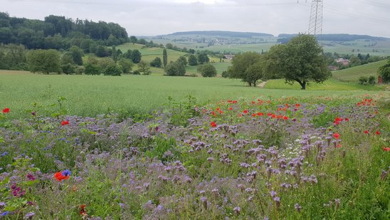 Verschiedene Blumen auf einem Feld