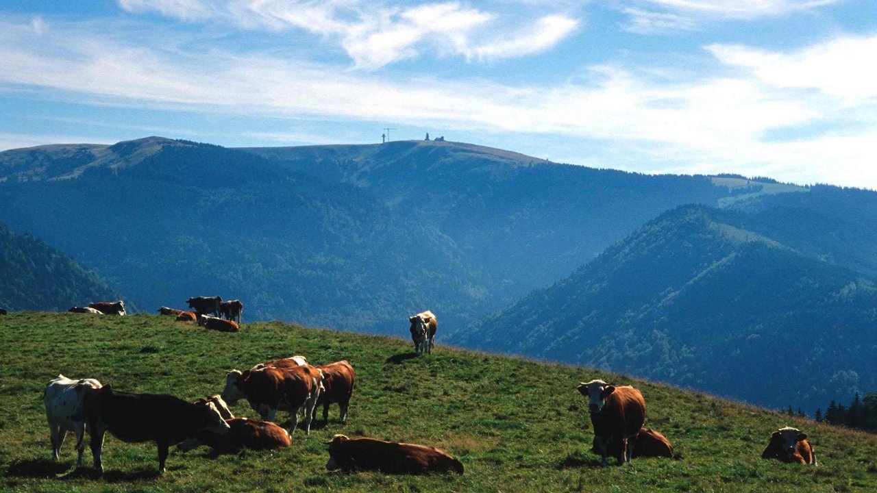 Traditionelle landwirtschaftliche Nutzung mit Hinterwälder-Rind am Hinterwaldkopf Traditionelle landwirtschaftliche Nutzung mit Hinterwälder-Rind am Hinterwaldkopf