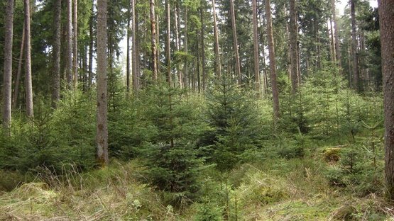 ungleichaltriger Nadelwald