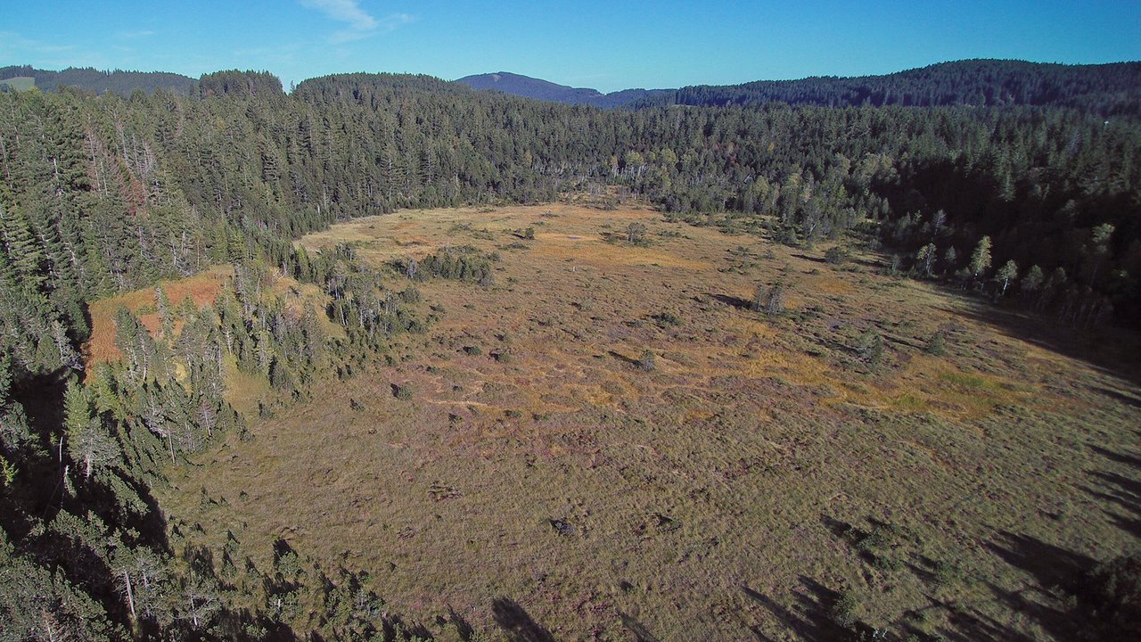 Drohnenbild Hinterzartener Westmoor; Foto: Pascal von Sengbusch