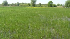 Feuchtwiese NSG Unterwasser