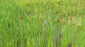 Tüllinger Berg Tongrube Rümmingen