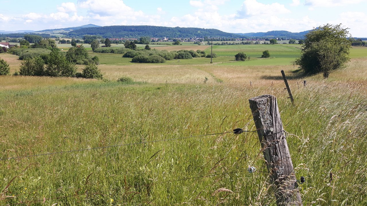 Naturschutzgebiet Murbacher Ried Grüne Wiese