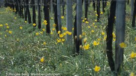 Tüllinger Berg Weinbergstulpen