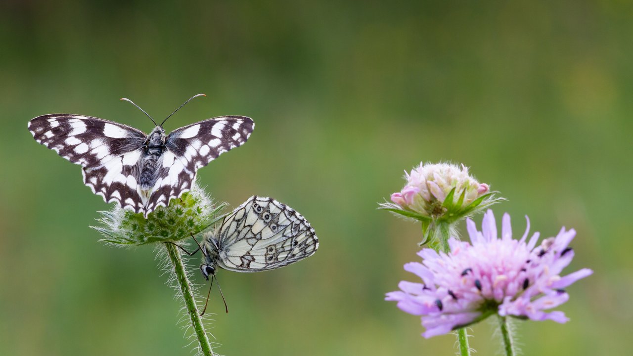 Schmetterling auf einer Blumenwiese