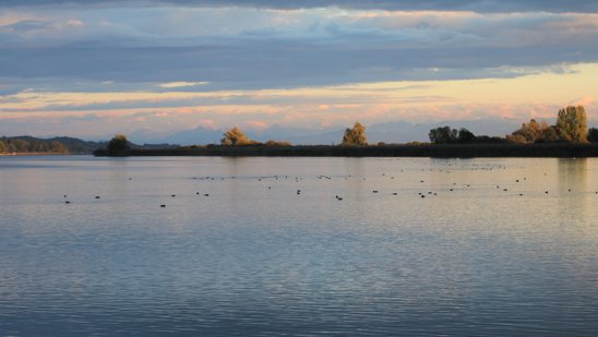 Teilstück des Bodensees mit Enten