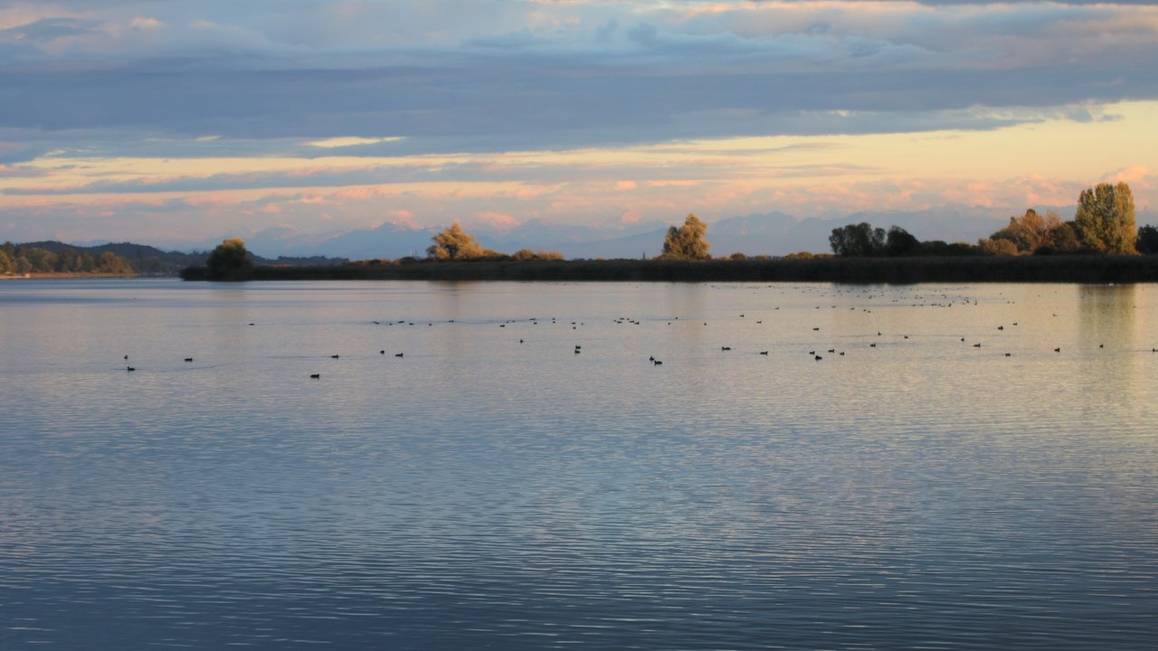 Naturschutzgebiet Markelfinger Winkel Teilstück des Bodensees mit Enten