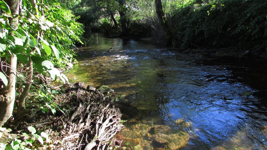 Die Kleine Wiese bei Enkenstein, Habitat für Groppe und Bachneunauge Die Kleine Wiese bei Enkenstein, Habitat für Groppe und Bachneunauge