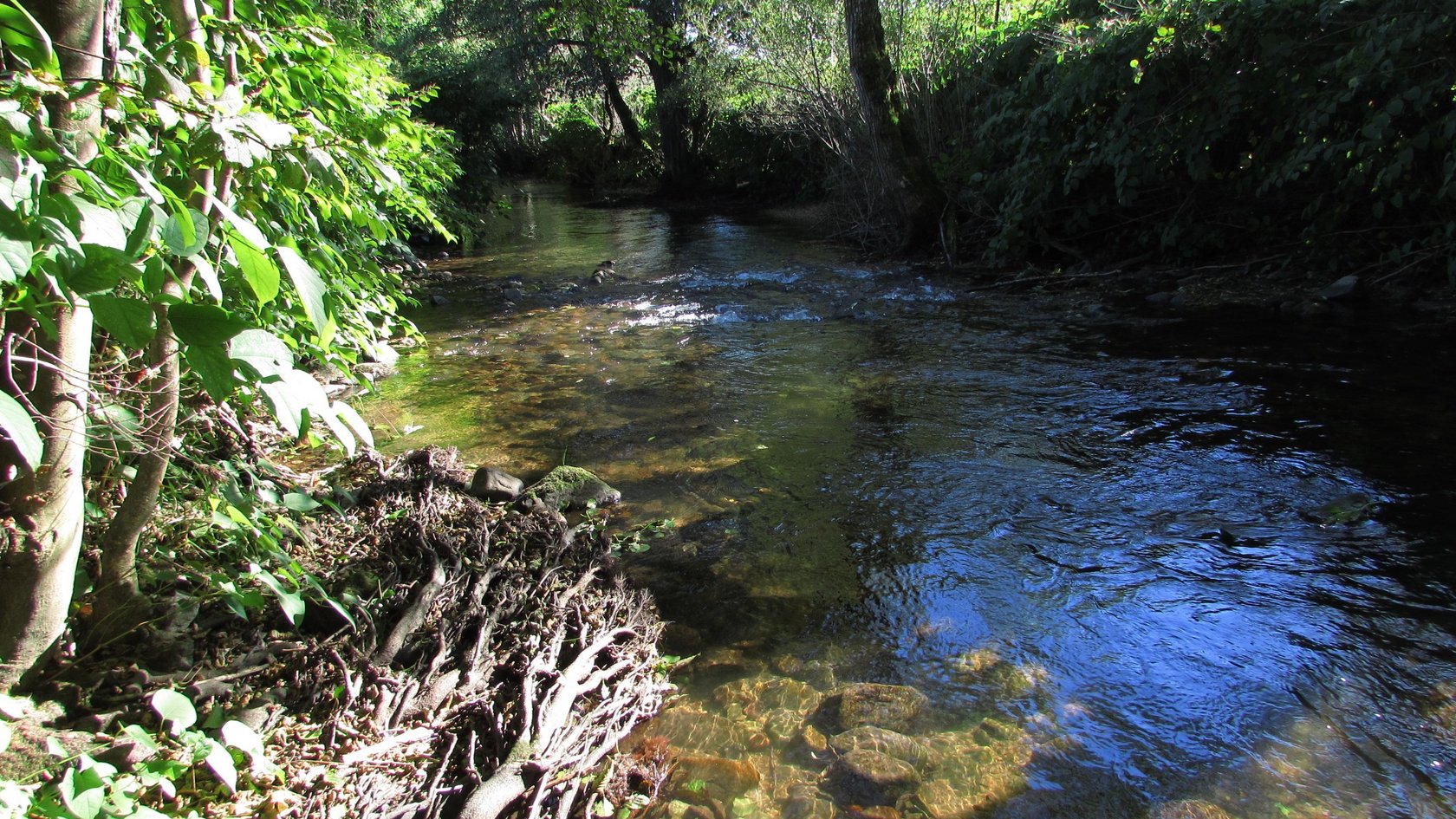 Die Kleine Wiese bei Enkenstein, Habitat für Groppe und Bachneunauge