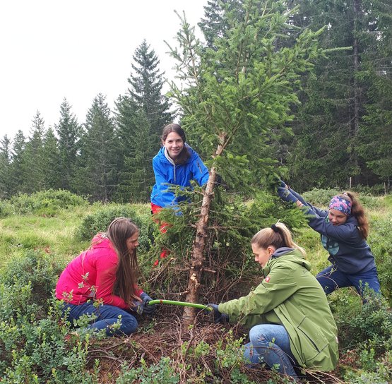 Mehrere Menschen sind im Wald aktiv und pflanzen einen Baum