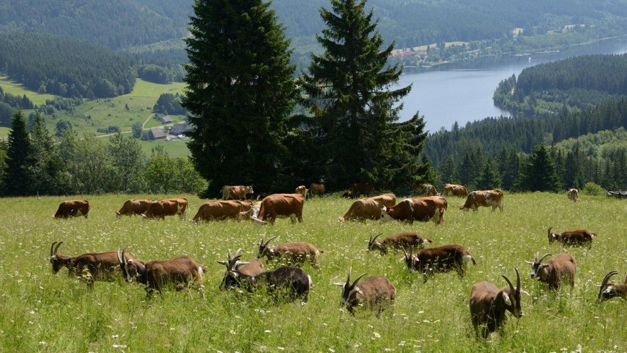 Kühe und Ziegen auf der Weide Kühe und Ziegen auf der Weide