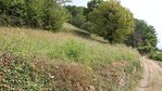 Halbtrockenrasen am Ölberg