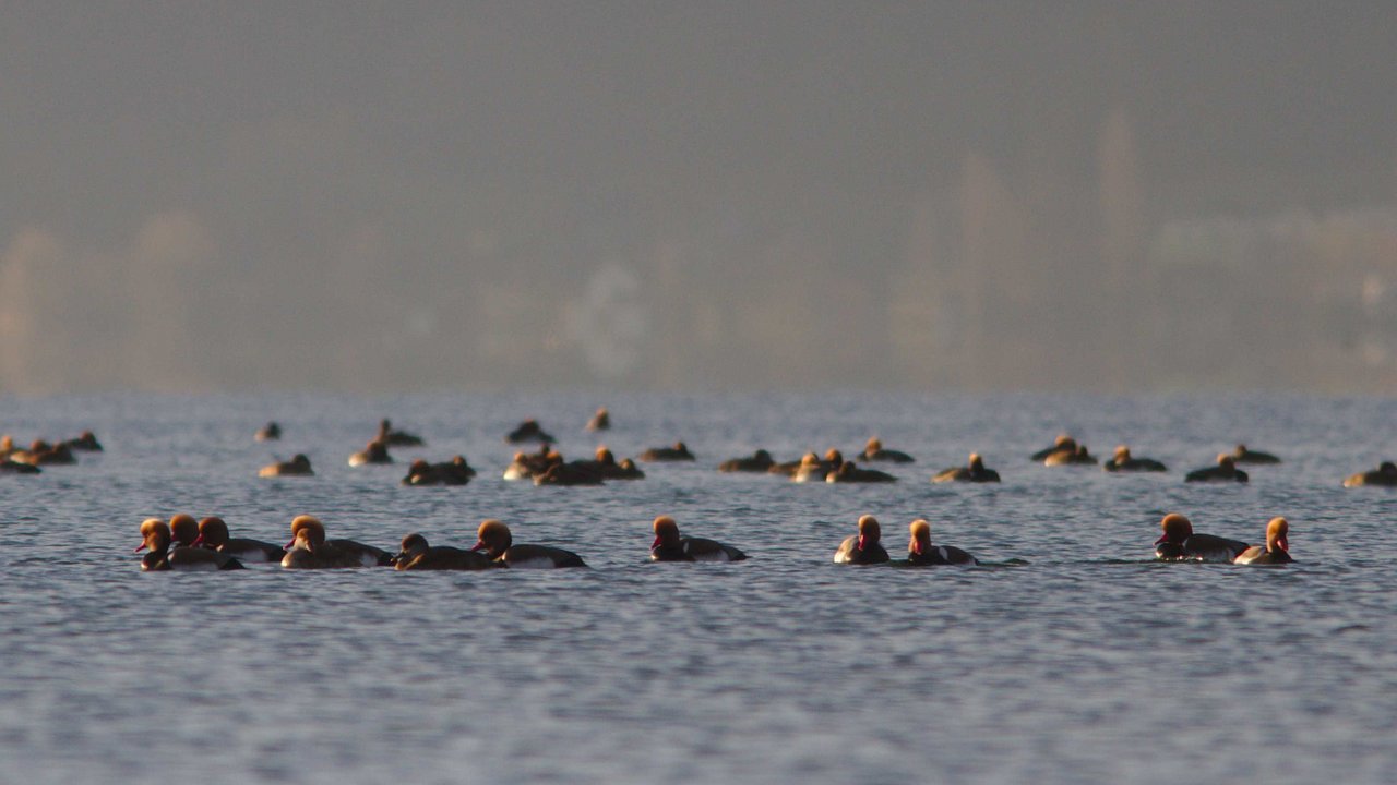 Kolbenenten schwimmen auf dem Bodensee
