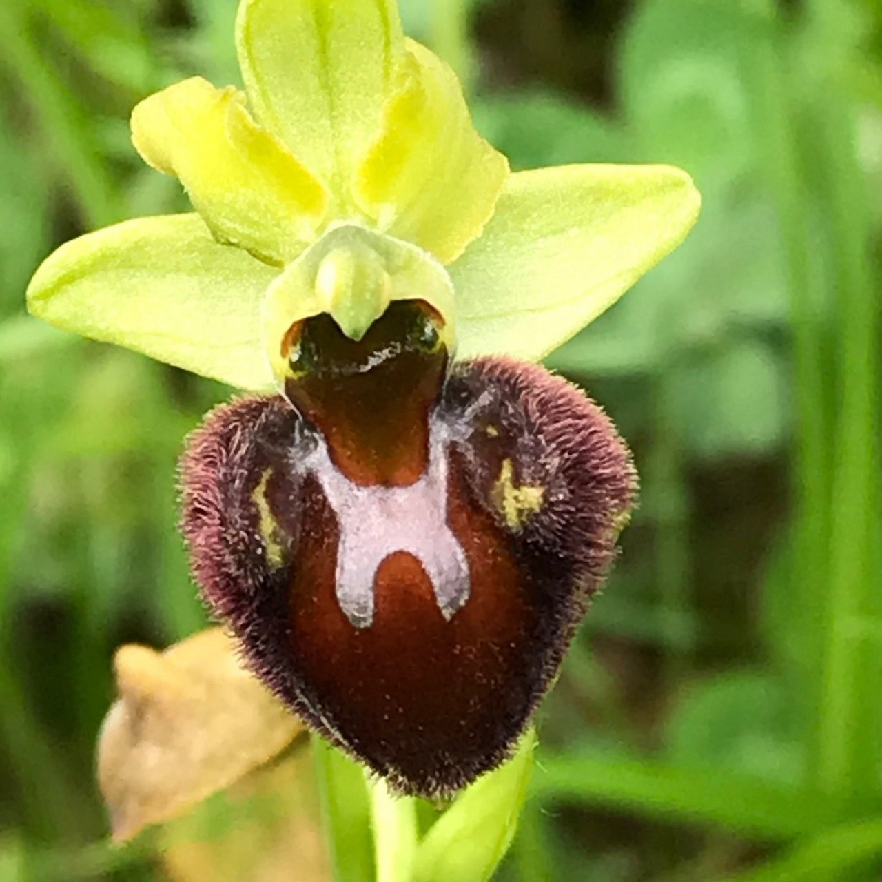 Naturschutzgebiet Taubergießen Eine seltene Orchidee im Naturschutzgebiet Taubergießen