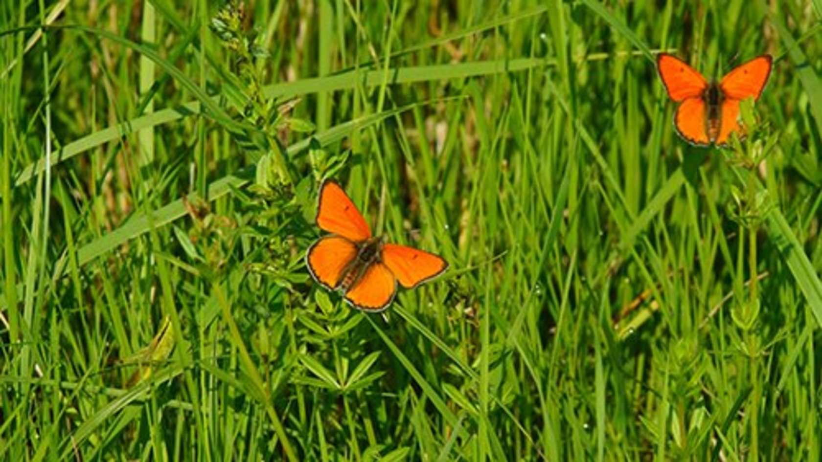 Zwei rote Schmetterlinge