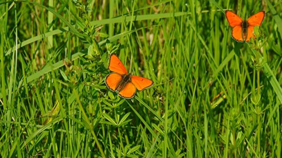 Naturlandschaft in den Mooswäldern bei Freiburg Zwei rote Schmetterlinge