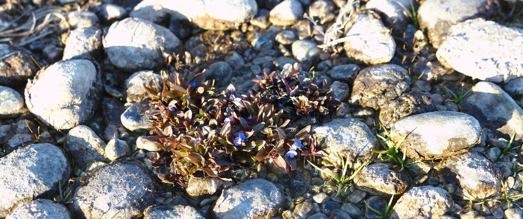 Vergissmeinnicht wächst in Ufersteinen