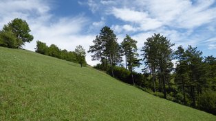 Magerrasen im NSG Katzenbuck-Halde