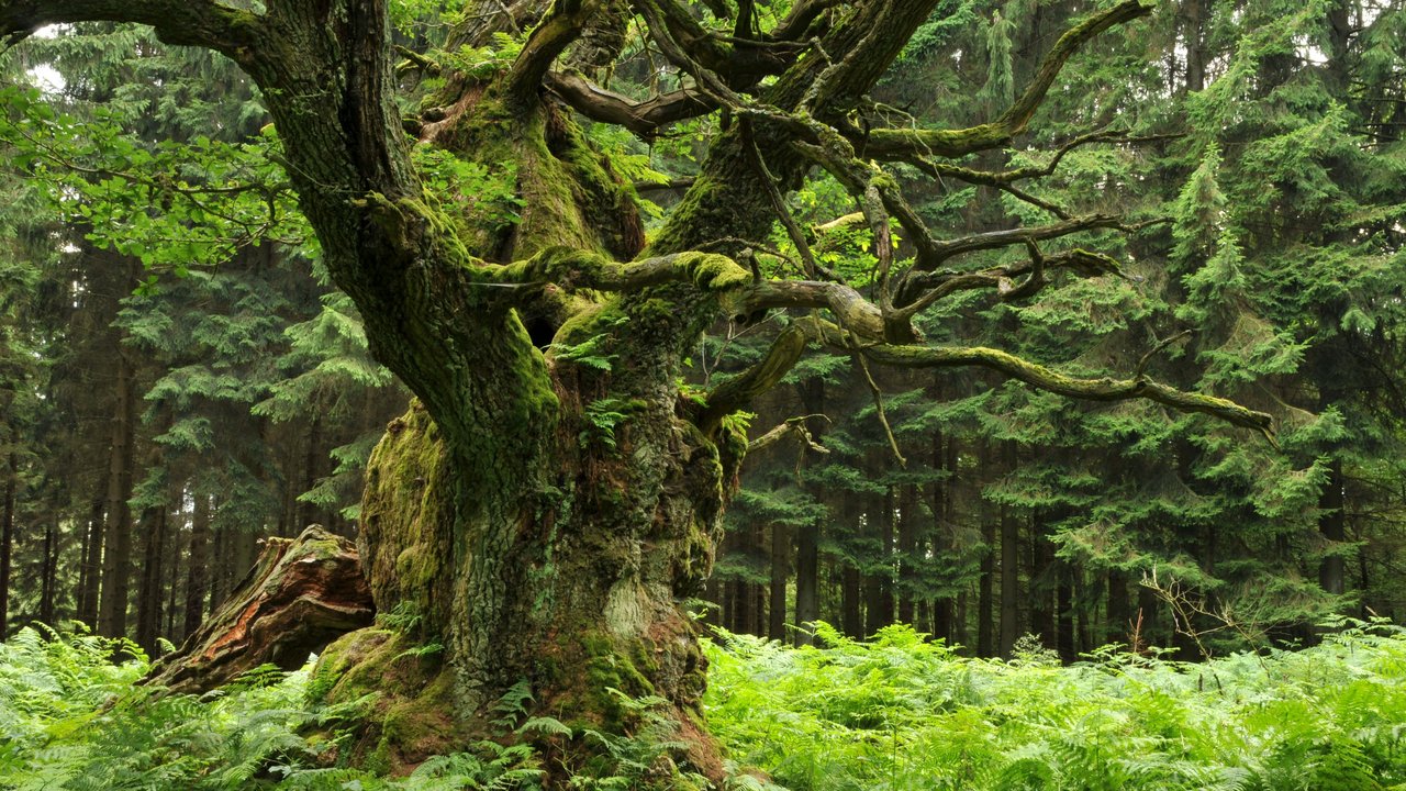 Das Bild zeigt einen Baum, im Hintergrund Wald