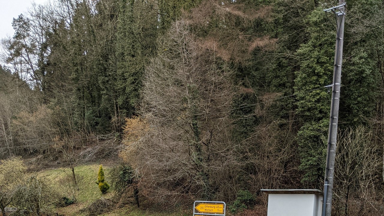 Wolfachhalbmeil