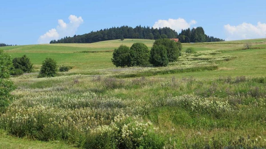 Feuchte Hochstaudenfluren Feuchte Hochstaudenfluren