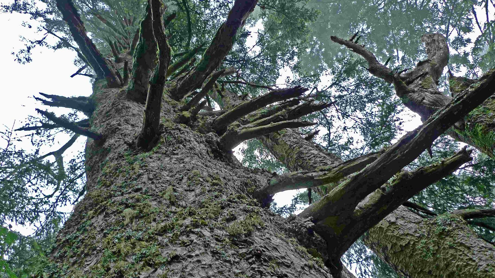 Blick in Tannenkrone