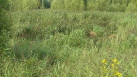 Tüllinger Berg Tongrube Rümmingen