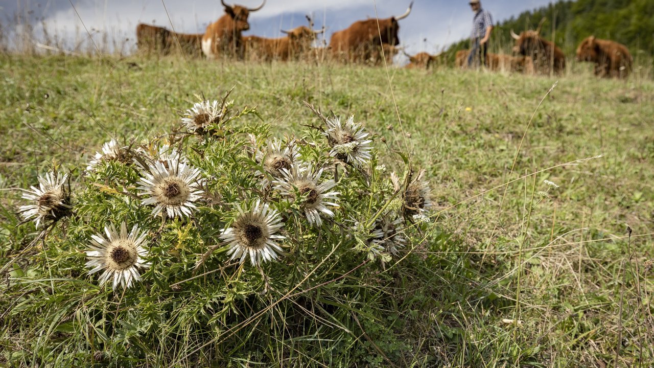 Eine an den Standort und Zielbestand angepasste Bewirtschaftung trägt zur Förderung der Artenvielfalt bei