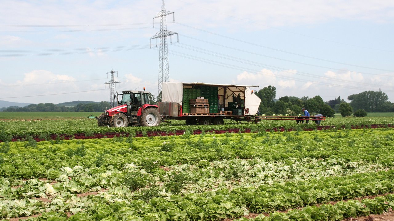 Blühfläche, dahinter ein Traktor