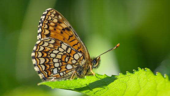 Baldrian-Scheckenfalter 