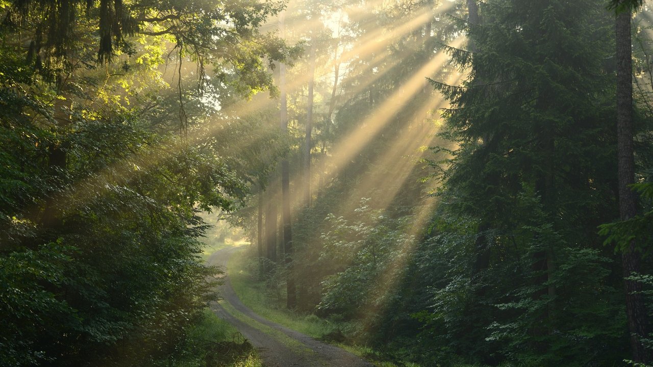 Waldnaturschutz Morgenstimmung im Naturpark Schönbuch