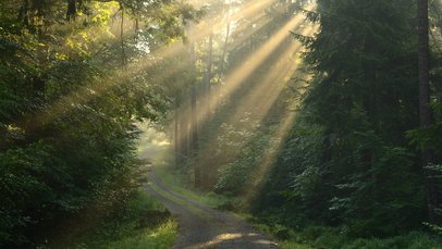 Morgenstimmung im Naturpark Schönbuch