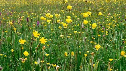 Natur im Löffinger Muschelkalkhochland