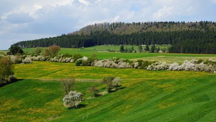 Südhang des Lupfen