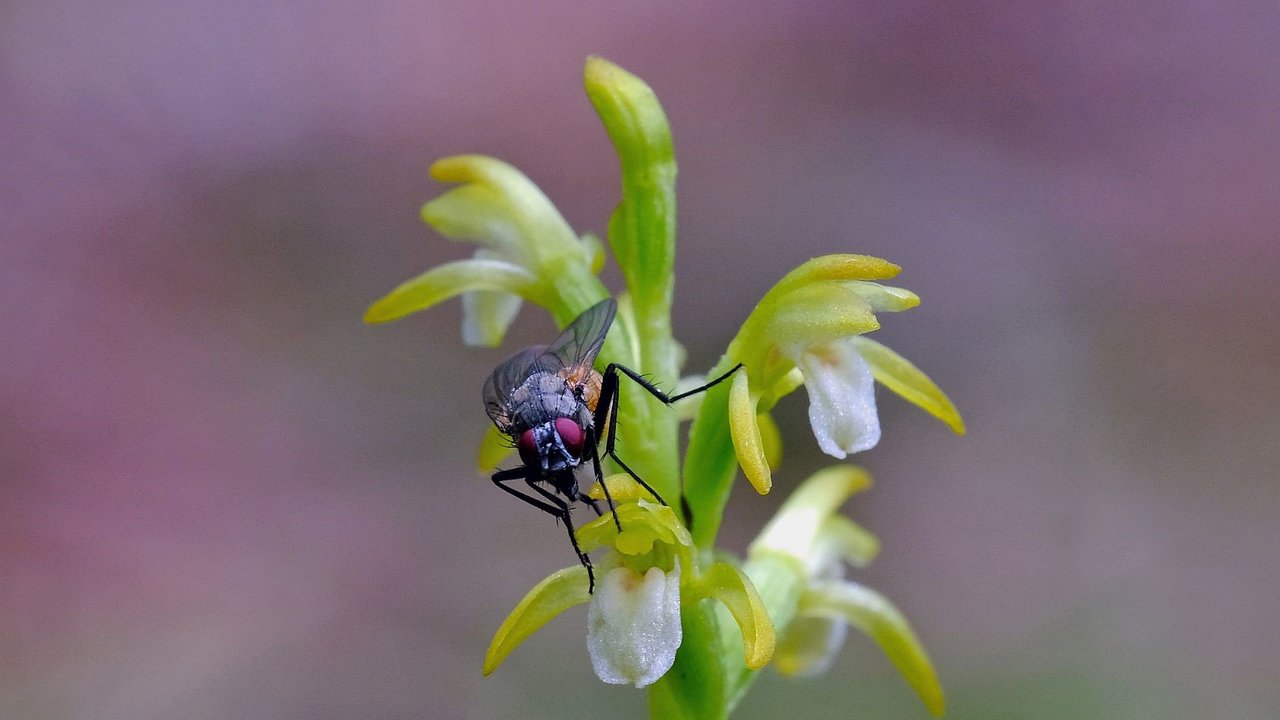 Wacholderheiden und die Orchidee Korallenwurz sind Besonderheiten im geplanten Naturschutzgebiet am Lupfen. Fotos: Regierungspräsidium Freiburg 