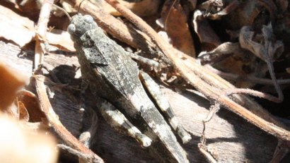 Rotflüglige Ödlandschrecke