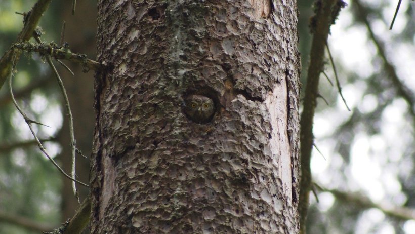 Sperlingskauz schaut aus einem Astloch