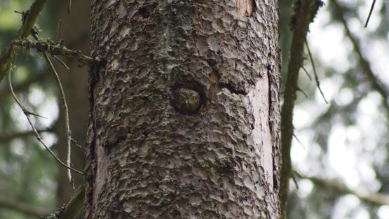 Sperlingskauz schaut aus einem Astloch