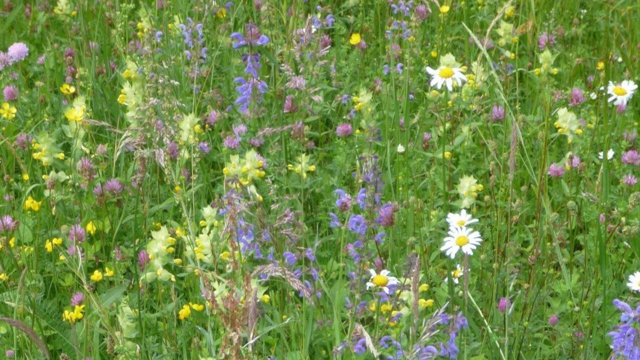 Bunte Blumenwiese
