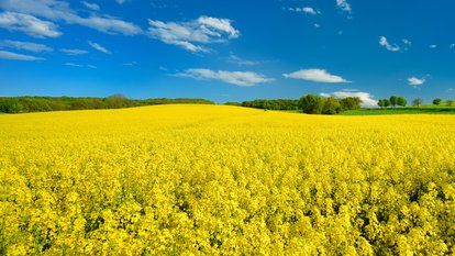 Rapsfeld unter blauem Himmel