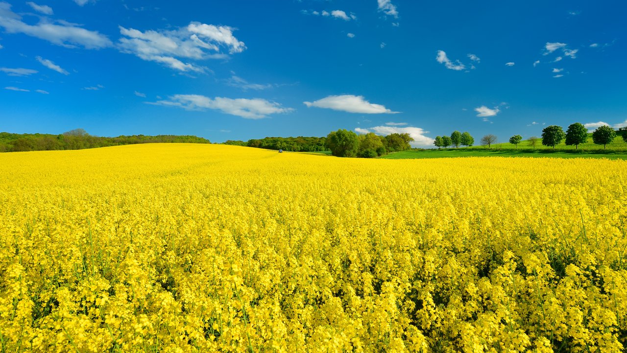 Symbolbild für pflanzliche Erzeugnisse Rapsfeld unter blauem Himmel