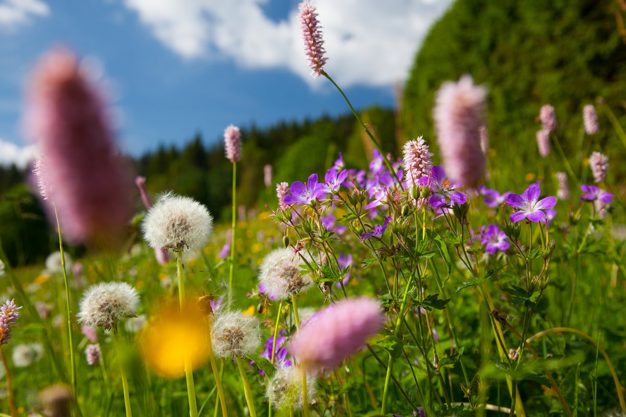 Mitteilung aus dem Biosphärengebiet Schwarzwald Blühende Wiese im Biosphärengebiet Schwarzwald