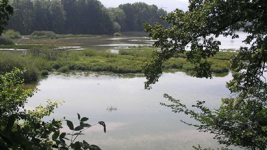 Wälder bei Wyhlen Wälder bei Wyhlen