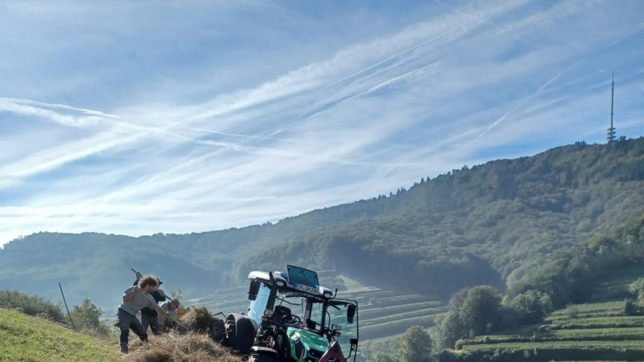Mahd am Kaiserstuhl Ein Traktor und mehrere Personen bei der Landschaftspflege an einem Hang