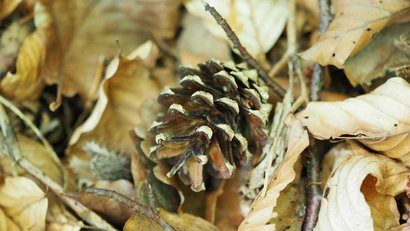 Kieferzapfen auf dürrem Laub