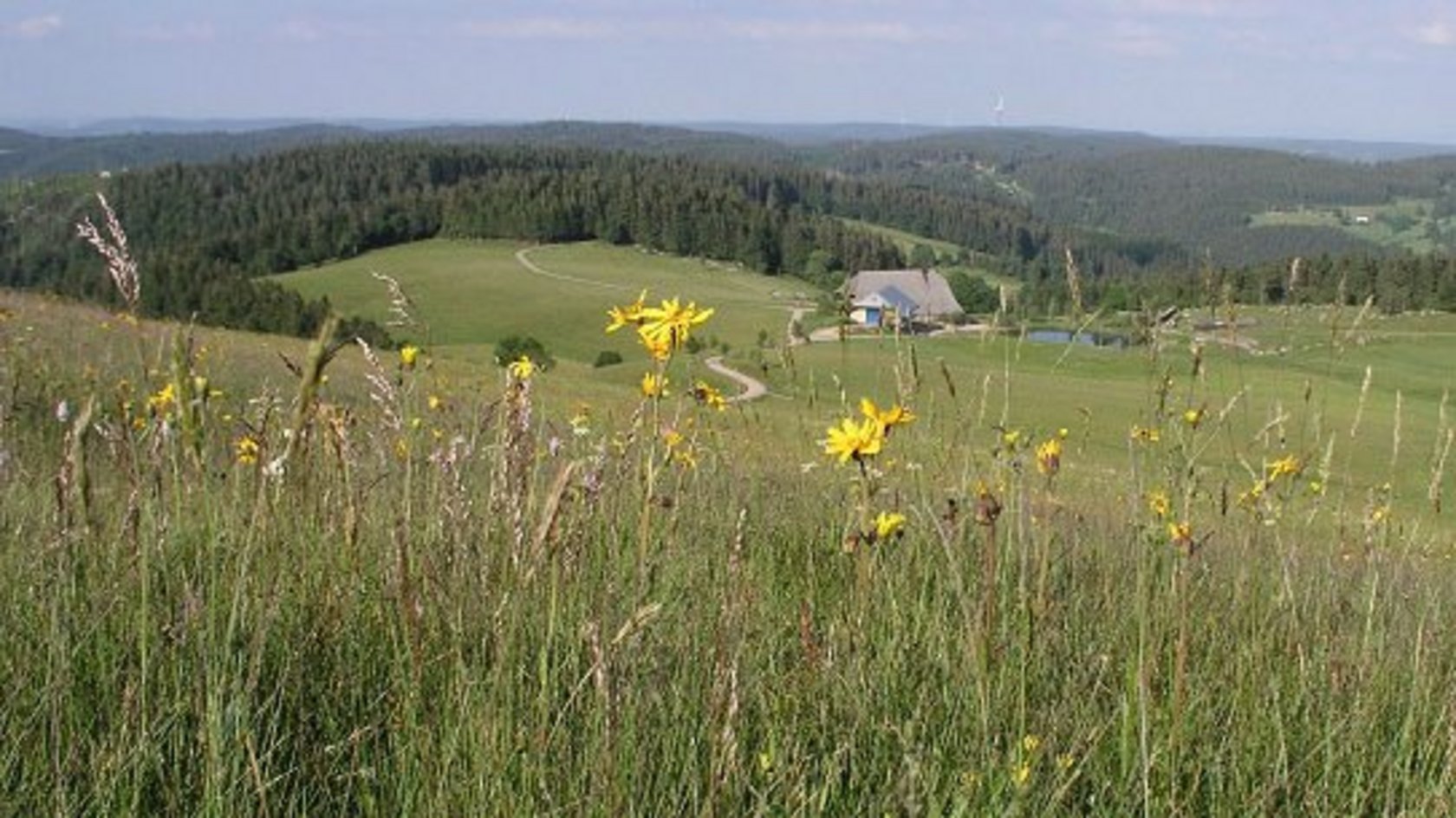 Blick über eine Wiese ins Tal