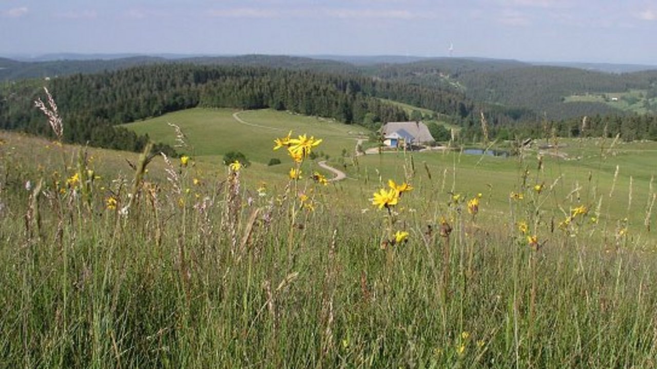 Rohrhardsberg Blick über eine Wiese ins Tal