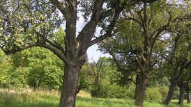 Tüllinger Berg Streuobstbestand