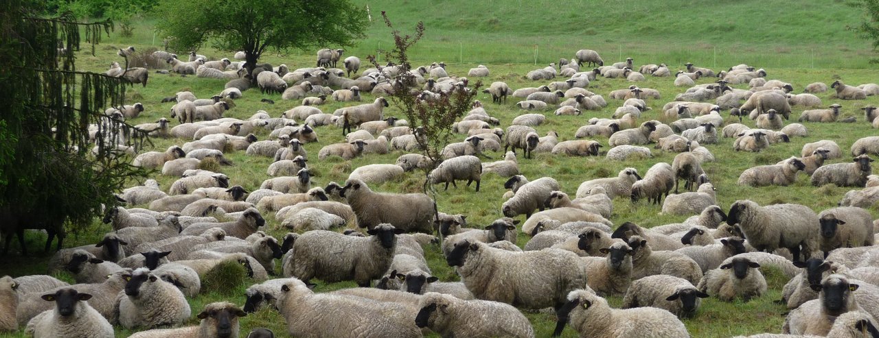 Schafe im Naturschutzgebiet Schafe im Naturschutzgebiet